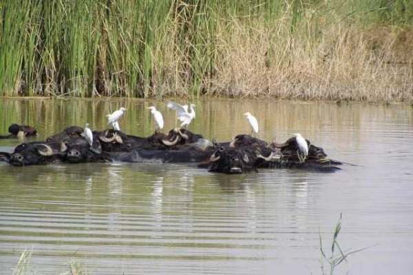 (زر) خوزستان زرخیز را قدر می دانیم/ آب را ول بکنید!