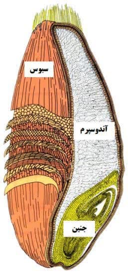 بخش های اصلی یک دانه گندم. نان کامل از آردی تهیه می شود که هر سه بخش دانه گندم (سبوس، جنین و آندوسپرم) در آن حفظ شود.