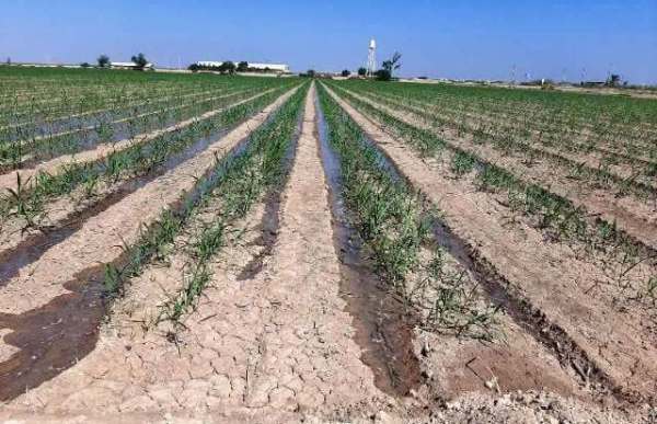 نیستانی سبز، شکرستانی قهوه ای! نیستانی سبز، شکرستانی قهوه ای!