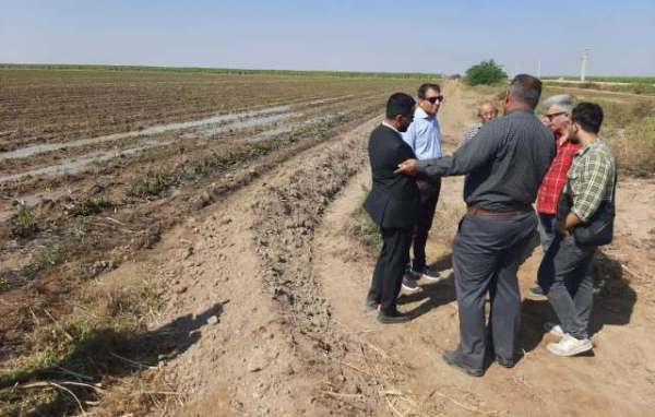 برداشتی از برداشت نیشکرهای امیرکبیر