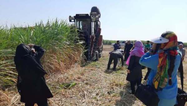 برداشتی از برداشت نیشکرهای امیرکبیر