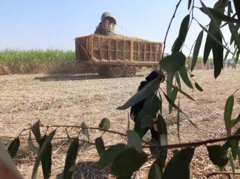 نمایش ماندگار سریال شکرستان!