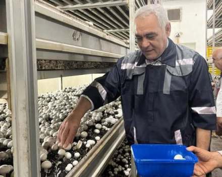 کندوکاوی در امنیت غذایی مردم!