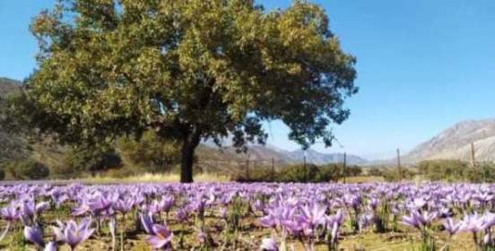 دومین جشنواره شکرانه برداشت زعفران برگزار میشود دومین جشنواره شکرانه برداشت زعفران برگزار میشود