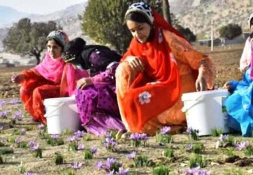 دومین جشنواره شکرانه برداشت زعفران برگزار میشود دومین جشنواره شکرانه برداشت زعفران برگزار میشود