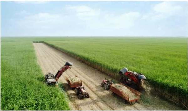 برداشت سبز نیشکر ۵۰ درصد شد برداشت سبز نیشکر ۵۰ درصد شد