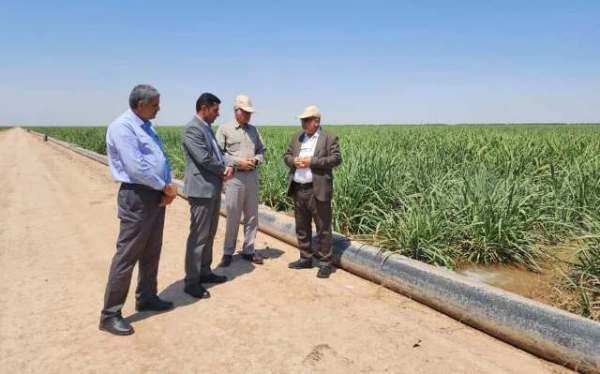 مصرف آب در مزارع نیشکر کاهش یافت مصرف آب در مزارع نیشکر کاهش یافت