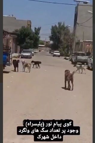 سگ‌ها در دزفول هار شده اند!