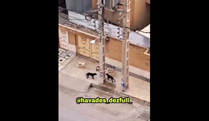 سگ‌ها در دزفول هار شده اند!