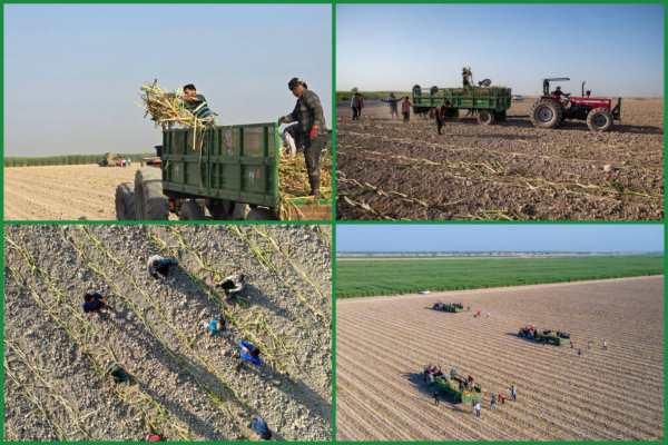 پیوند ناگسستنی نیشکر و روستا