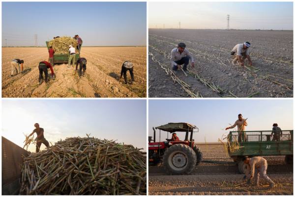 دکتر ناصری: کشت نیشکر ۶۵ درصد پیشرفت کرد دکتر ناصری: کشت نیشکر ۶۵ درصد پیشرفت کرد