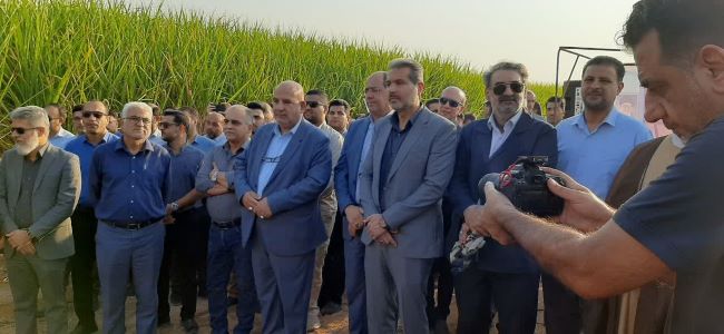 کشت و صنعت دهخدا سرسبزتر از اهواز!