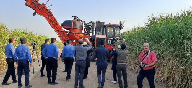 کشت و صنعت دهخدا سرسبزتر از اهواز!