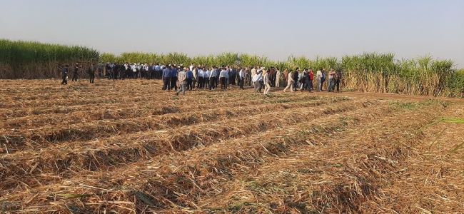 کشت و صنعت دهخدا سرسبزتر از اهواز!