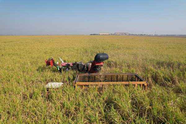 میانگین راندمان نیشکر به ۹۰ تُن در هکتار رسید