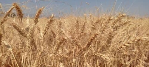 دولت و دیوار کوتاهی به نام کشاورز!