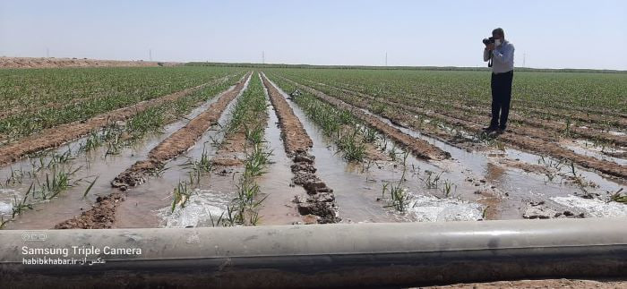 لحظه‌ای از آبیاری و رشد مزارع نیشکر؛ جایی که توسعه از دل خاک آغاز می‌شود