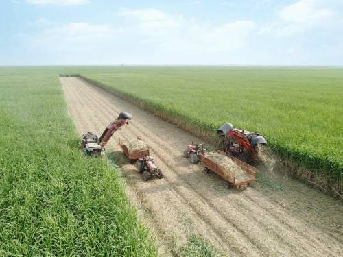 نیشکر خوزستان امسال نفس می کشد