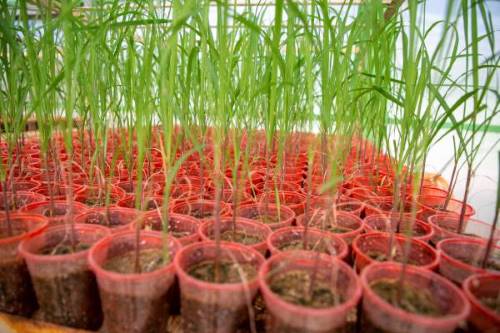 نیشکر خوزستان؛ پیشران نوآوری در کشاورزی کشور نیشکر خوزستان؛ پیشران نوآوری در کشاورزی کشور