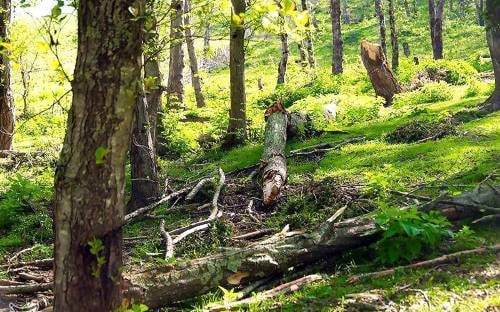 هیرکانی زیر تیغ قاچاق و ویلاسازی‌‌