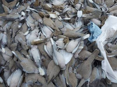 کشف لاشه‌های پرندگان مسموم در اهواز