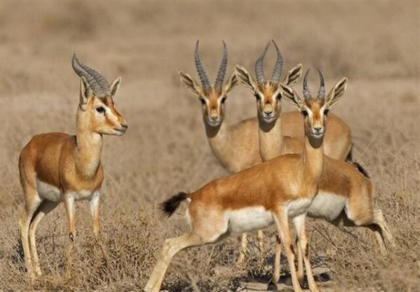 دیمه، سرزمین آهو؛ مستندی برای ماندگاری