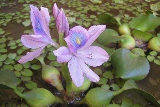 به جای گل سنبل، شیطان بنفش را نخریم به جای گل سنبل، شیطان بنفش را نخریم